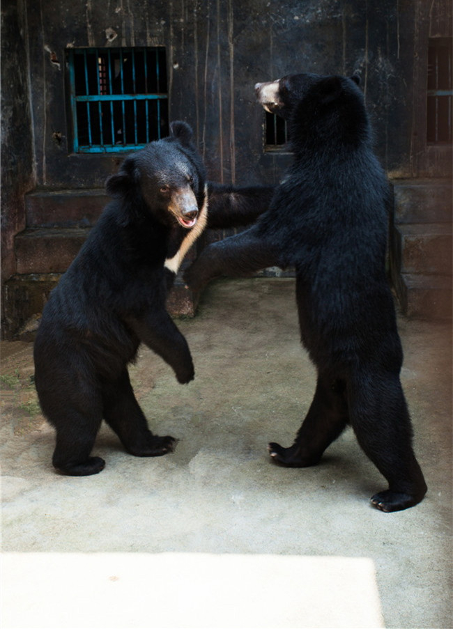 熊膽對(duì)驚癇抽搐效果好嗎？